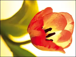 Tulipan, Płatki