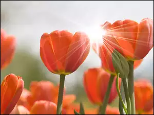 Czerwone, Światło, Tulipany, Przebijające