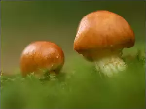 Grzybki, Dwa, Małe