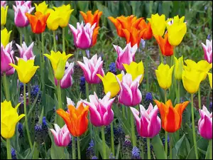 Tulipany, Kolorowe
