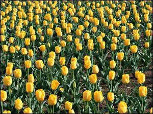 Tulipanów, Plantacja, Żółtych