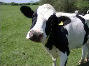 Krowa, Łąka