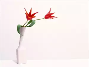 Dwa, Wazonik, Tulipany, Biały
