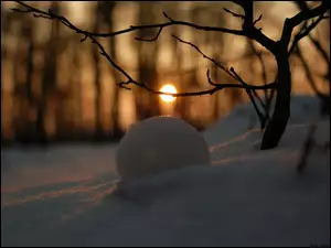 Odbicie, Las, Słońca, Śnieg