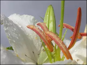 Kwiat, Motyl, Białej, Lilii