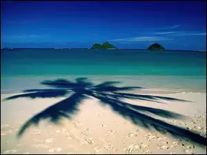 Cień, Plaża, Palmy, Woda