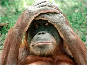 Orangutan