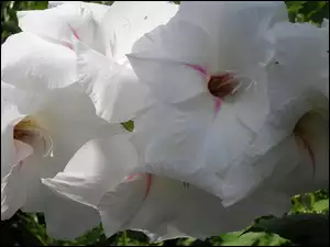 Biała, Gladiola