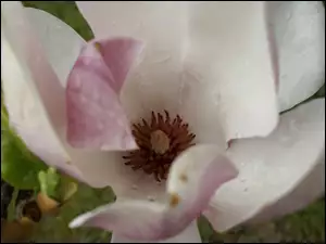 Kwiat, Magnolii