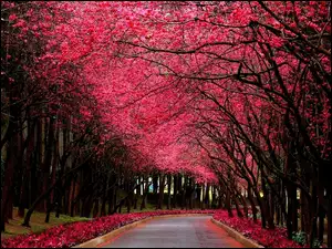 Park, Drzewa, Alejka