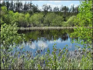 Zieleń, Wiosna, Jezioro