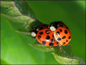 Sex, Biedronki