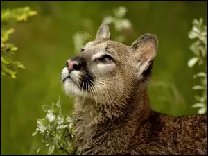Sierść, Puma