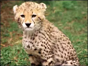 Gepard