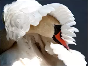 Łabędź, Skrzydło