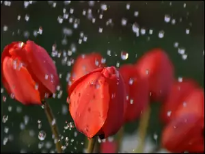 Deszcz, Czerwone, Tulipany