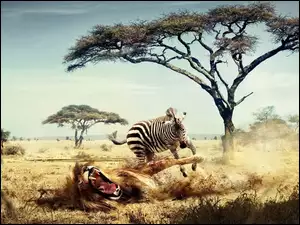 Lew, Zebra