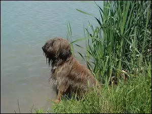 Woda, Owczarek Francuski Briard