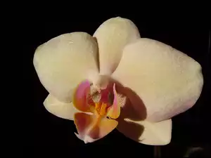 Storczyk, Phalaenopsis