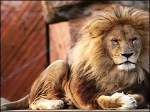 Lew, ZOO
