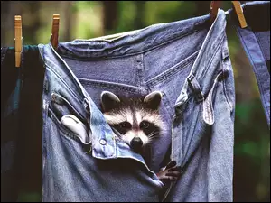 Szop, Klamerki, Spodnie, Jeans