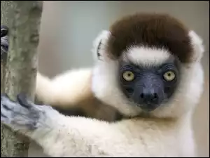 Lemur, Biało, Czarny