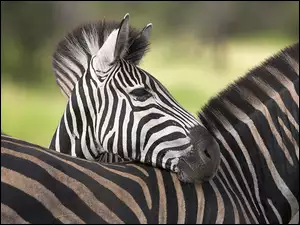 Zebra, Pasy