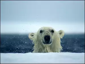 Polarny, Mokry, Miś