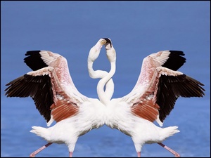Miłości, Flamingi, Taniec