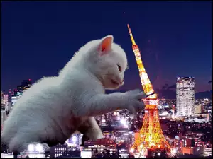 Nocą, Kotek, Paryż