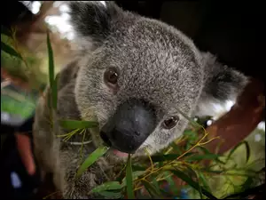 Drzewo, Miś, Koala