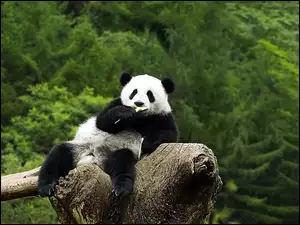 Panda, Śniadanie, Pień, Drzewa