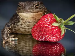 Żaba, Truskawka