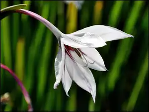 Acidanthera