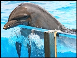 Szyba, Delfin, Basen