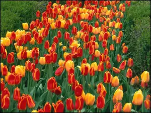 Tulipany