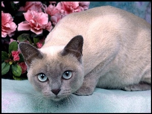 Kot, Mink Tonkinese