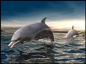 Delfiny, 3D