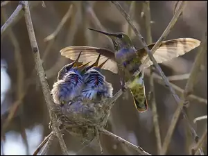 Kolibry, Gniazdo