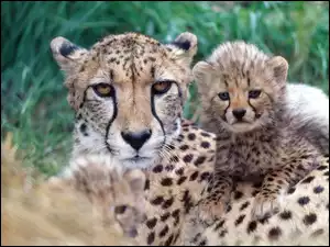 Gepard, Młode