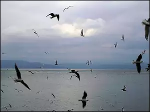 Mewy, Jezioro, Tyberiackie