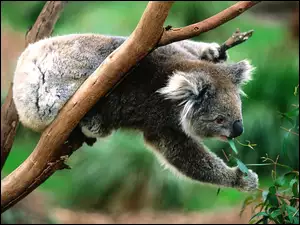 Miś, Eukaliptus, Koala, Pożywienie
