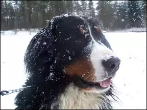Berneński pies pasterski, śnieg