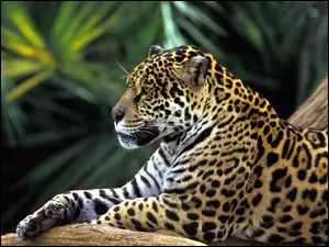Jaguar, Odpoczynek, Drzewo, Łapa