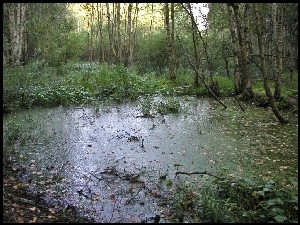Bagno, Las