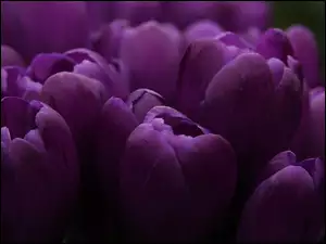 Fioletowe, Tulipany