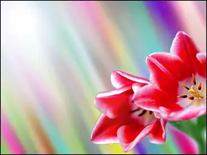 Grafika, Kwiaty, Tulipany