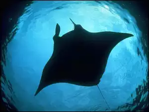 Manta, Cień