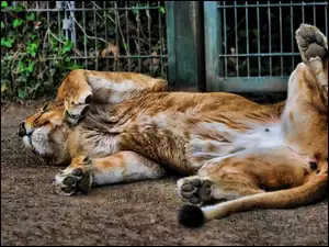 Zoologiczny, Lew, Ogród