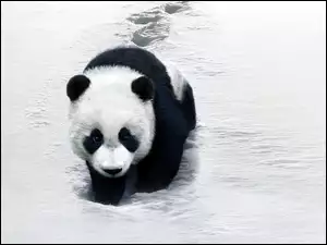 Zima, Panda, Śnieg